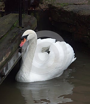 Swan