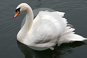 Swan