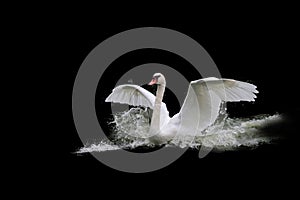 Swan