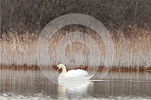 Swan