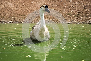 Swan