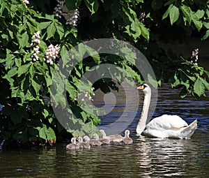 Swan and 7 cygnets photo