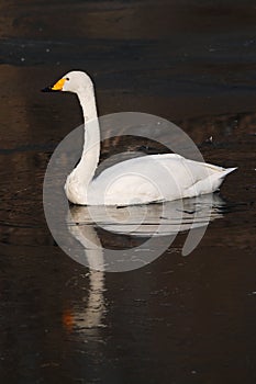 Swan