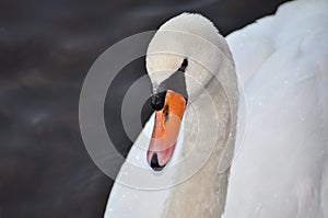 Swan