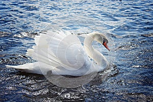 Swan