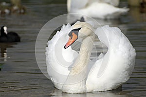 Swan at Abbotsbury Swannery
