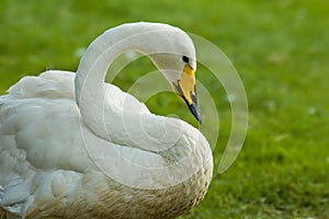 Swan against green background photo