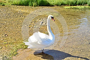 Swan in all growth ashore