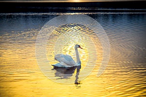 Cisne sobre el atardecer en 