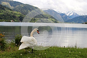 Swan in the Alps