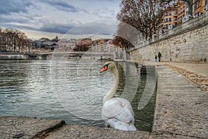 The swan andbthe river saone of Lyon old town, Lyon old town, France