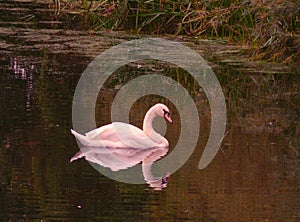 A swan (Anserinae, Anatidae, Cygnus) and her reflection glide over a lake