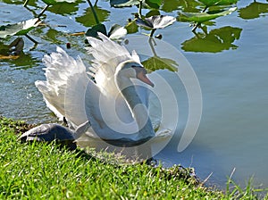 A Swan appears startled by a turtle. A large and varied number of birds make lake Morton a home.