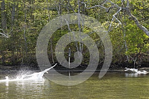 Swan Attack on the Water