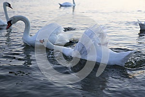 Swan attacks his relative.