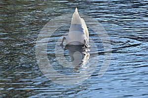 Swan at the Attersee in Austria, Europe