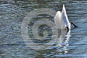 Swan at the Attersee in Austria, Europe