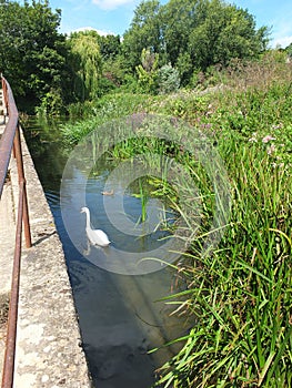 Swan On The Avon