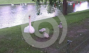 Swan with babies in bruges