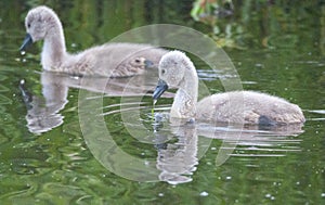 Swan babies on green water of lake