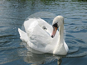 Swan with baby