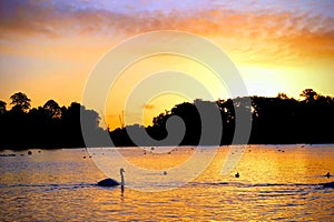 A swan in the background of a sunrise on the lake at Hyde Park London