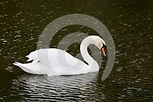 Swan at Baconsthorpe Castle and Mere, Holt, Norfolk, England, UK