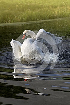 Swan bathing in glistening water