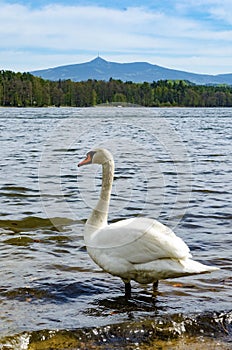 Swan on a beach of Hamer Lake Hamersky pond with view on mount Jested