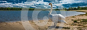 Swan on the beach of the lake