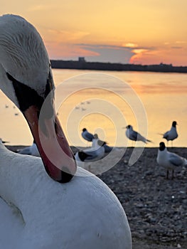 swan on a beach river side
