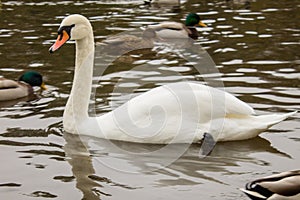 swan. beautiful and graceful bird. waterfowl. animals of Kaliningrad.