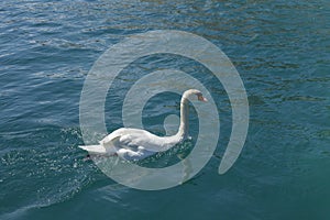 Swan in beautiful lake