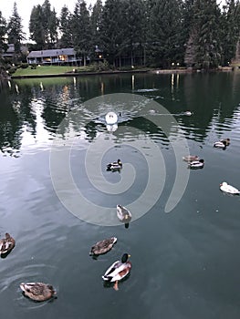Swan in a beautiful lake in Redmond