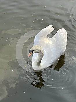 A swan with beautiful peach heart wings