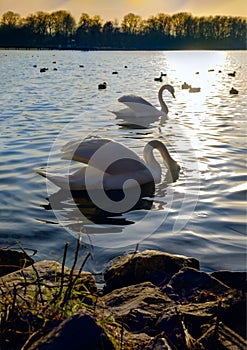 Swan in the beautiful sunset over the lake