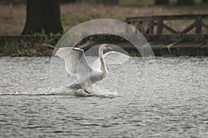Swan big splash