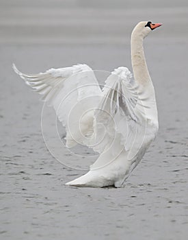 Swan bird