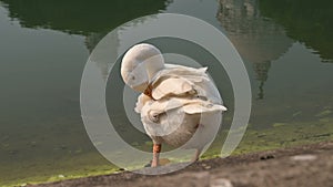 Swan bird, Anatidae family Cygnus genus, at the lake of Victoria Memorial.