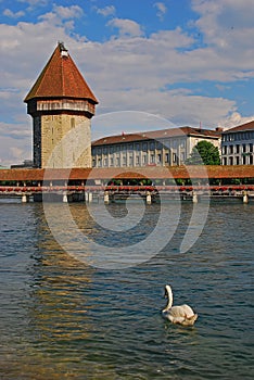 Swan bird with Kapellbrucke, Chapel Bridge is a covered wooden footbridge over river Reuss, Lucerne, central Switzerland