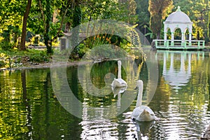 Swan bird lake white