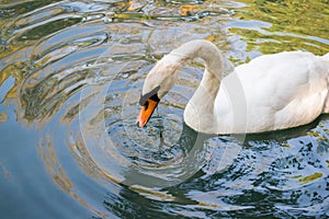 Swan bird lake white