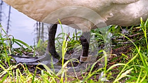 Swan with bird ring on grey leg ringed by ornithologist