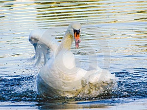 Swan birds water nature reflections