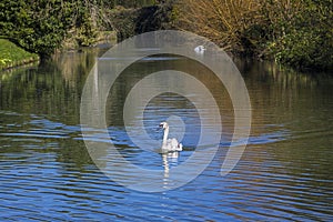 Swan at the Bishops Palace in Wells, Somerset