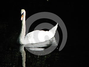 Swan with black background