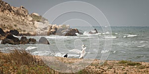 Swan and black crows on the seashore