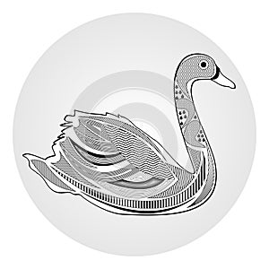 Swan, black and white drawing with hatched and patterned body parts, tattoo template of water bird