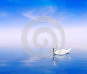 A swan on a blue background