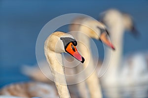 Swan on blue lake water in sunny day